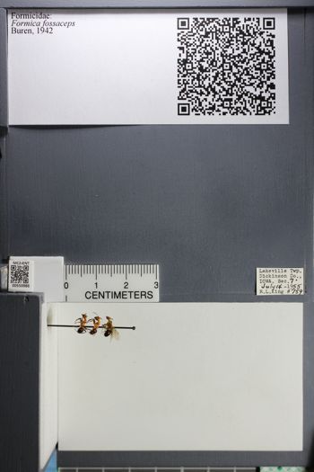 Media type: image;   Entomology 550986
